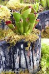 Heliamphora pulchella (Apacapa Tepui) - kliknij aby zobaczyć zdjęcie. Heliamphora pulchella (Apacapa Tepui)