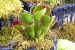 Heliamphora pulchella (Apacapa Tepui) - kliknij aby zobaczyć zdjęcie. Heliamphora pulchella (Apacapa Tepui)