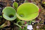 Heliamphora pulchella (Amuri Tepui, Venezuela) - kliknij aby zobaczyć zdjęcie. Heliamphora pulchella (Amuri Tepui, Venezuela)