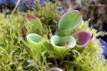 Heliamphora pulchella (Amuri Tepui, Venezuela) - kliknij aby zobaczyć zdjęcie. Heliamphora pulchella (Amuri Tepui, Venezuela)