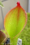 Heliamphora ionasii (Ilu Tepui, Venezuela) - kliknij aby zobaczyć zdjęcie. Heliamphora ionasii (Ilu Tepui, Venezuela)