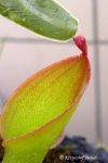 Heliamphora ionasii (Ilu Tepui, Venezuela) - kliknij aby zobaczyć zdjęcie. Heliamphora ionasii (Ilu Tepui, Venezuela)