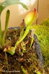 Heliamphora ionasii (Ilu Tepui, Venezuela) - kliknij aby zobaczyć zdjęcie. Heliamphora ionasii (Ilu Tepui, Venezuela)