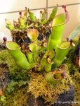 Heliamphora xxx kupiona od AW jako Heliamphora heterodoxa (Gran Sabana) - kliknij aby zobaczyć zdjęcie. Heliamphora xxx kupiona od AW jako Heliamphora heterodoxa (Gran Sabana)