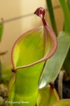 Heliamphora xxx kupiona od AW jako Heliamphora heterodoxa (Gran Sabana) - kliknij aby zobaczyć zdjęcie. Heliamphora xxx kupiona od AW jako Heliamphora heterodoxa (Gran Sabana)