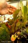 Heliamphora nutans - kliknij aby zobaczyć zdjęcie. Heliamphora nutans