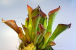 Heliamphora exappendiculata (Amuri Tepui, Venezuela) - kliknij aby zobaczyć zdjęcie. Heliamphora exappendiculata (Amuri Tepui, Venezuela)