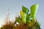 Heliamphora minor (Auyan Tepui) - kliknij aby zobaczyć zdjęcie. Heliamphora minor (Auyan Tepui)