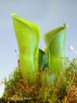 Heliamphora minor (Auyan Tepui) - kliknij aby zobaczyć zdjęcie. Heliamphora minor (Auyan Tepui)