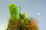 Heliamphora minor (Auyan Tepui) - kliknij aby zobaczyć zdjęcie. Heliamphora minor (Auyan Tepui)