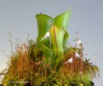 Heliamphora minor (Auyan Tepui) - kliknij aby zobaczyć zdjęcie. Heliamphora minor (Auyan Tepui)