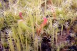 Heliamphora (heterodoxa x minor) x folliculata (Aparaman Tepui); Midoxa x folliculata - kliknij aby zobaczyć zdjęcie. Heliamphora (heterodoxa x minor) x folliculata (Aparaman Tepui); Midoxa x folliculata