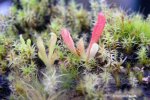 Heliamphora tatei (Cerro Duida) - kliknij aby zobaczyć zdjęcie. Heliamphora tatei (Cerro Duida)