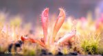 Heliamphora tatei (Cerro Duida) - kliknij aby zobaczyć zdjęcie. Heliamphora tatei (Cerro Duida)