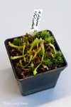 Heliamphora spec. nov. Akopan x folliculata (Aparaman Tepui) - kliknij aby zobaczyć zdjęcie. Heliamphora spec. nov. Akopan x folliculata (Aparaman Tepui)