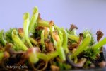 Heliamphora spec. nov. Akopan x folliculata (Aparaman Tepui) - kliknij aby zobaczyć zdjęcie. Heliamphora spec. nov. Akopan x folliculata (Aparaman Tepui)