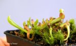 Heliamphora spec. nov. Akopan x folliculata (Aparaman Tepui) - kliknij aby zobaczyć zdjęcie. Heliamphora spec. nov. Akopan x folliculata (Aparaman Tepui)