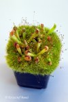 Heliamphora parva (Cerro Neblina) x pulchella (Amuri Tepui) - kliknij aby zobaczyć zdjęcie. Heliamphora parva (Cerro Neblina) x pulchella (Amuri Tepui)