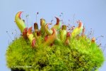 Heliamphora parva (Cerro Neblina) x pulchella (Amuri Tepui) - kliknij aby zobaczyć zdjęcie. Heliamphora parva (Cerro Neblina) x pulchella (Amuri Tepui)