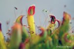 Heliamphora parva (Cerro Neblina) x pulchella (Amuri Tepui) - kliknij aby zobaczyć zdjęcie. Heliamphora parva (Cerro Neblina) x pulchella (Amuri Tepui)