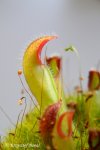 Heliamphora parva (Cerro Neblina) x pulchella (Amuri Tepui) - kliknij aby zobaczyć zdjęcie. Heliamphora parva (Cerro Neblina) x pulchella (Amuri Tepui)