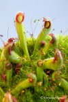 Heliamphora parva (Cerro Neblina) x pulchella (Amuri Tepui) - kliknij aby zobaczyć zdjęcie. Heliamphora parva (Cerro Neblina) x pulchella (Amuri Tepui)