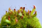 Heliamphora parva (Cerro Neblina) x pulchella (Amuri Tepui) - kliknij aby zobaczyć zdjęcie. Heliamphora parva (Cerro Neblina) x pulchella (Amuri Tepui)