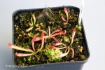 Heliamphora tatei (Cerro Duida) x folliculata (Aparaman Tepui) - kliknij aby zobaczyć zdjęcie. Heliamphora tatei (Cerro Duida) x folliculata (Aparaman Tepui)