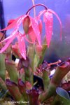 Heliamphora huberi (Bonetia forest) - kliknij aby zobaczyć zdjęcie. Heliamphora huberi (Bonetia forest)