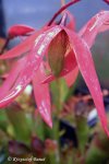 Heliamphora huberi (Bonetia forest) - kliknij aby zobaczyć zdjęcie. Heliamphora huberi (Bonetia forest)