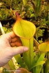 Heliamphora spec. nov. Akopan - kliknij aby zobaczyć zdjęcie. Heliamphora spec. nov. Akopan