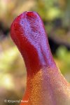 Heliamphora spec. nov. Akopan - kliknij aby zobaczyć zdjęcie. Heliamphora spec. nov. Akopan