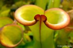 Heliamphora spec. nov. Akopan - kliknij aby zobaczyć zdjęcie. Heliamphora spec. nov. Akopan
