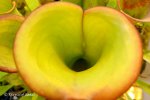 Heliamphora spec. nov. Akopan - kliknij aby zobaczyć zdjęcie. Heliamphora spec. nov. Akopan