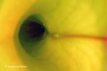 Heliamphora spec. nov. Akopan - kliknij aby zobaczyć zdjęcie. Heliamphora spec. nov. Akopan