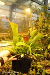 Heliamphora spec. nov. Akopan - kliknij aby zobaczyć zdjęcie. Heliamphora spec. nov. Akopan