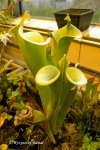 Heliamphora tatei (Cerro Duida) - kliknij aby zobaczyć zdjęcie. Heliamphora tatei (Cerro Duida)