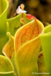 Heliamphora minor - kliknij aby zobaczyć zdjęcie. Heliamphora minor