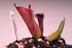 Heliamphora huberi (Bonnetia forest) - kliknij aby zobaczyć zdjęcie. Heliamphora huberi (Bonnetia forest)