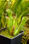 Heliamphora parva (Cerro Neblina) - kliknij aby zobaczyć zdjęcie. Heliamphora parva (Cerro Neblina)