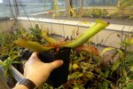 Heliamphora folliculata (Aparaman Tepui, Venezuela) - kliknij aby zobaczyć zdjęcie. Heliamphora folliculata (Aparaman Tepui, Venezuela)