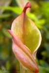 Heliamphora nutans - kliknij aby zobaczyć zdjęcie. Heliamphora nutans