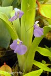 Utricularia longifolia - kliknij aby zobaczyć zdjęcie. Utricularia longifolia