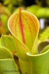 Heliamphora minor - kliknij aby zobaczyć zdjęcie. Heliamphora minor