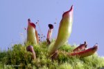 Heliamphora sarracenioides (Ptari Tepui, Venezuela) - kliknij aby zobaczyć zdjęcie. Heliamphora sarracenioides (Ptari Tepui, Venezuela)