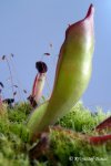 Heliamphora sarracenioides (Ptari Tepui, Venezuela) - kliknij aby zobaczyć zdjęcie. Heliamphora sarracenioides (Ptari Tepui, Venezuela)