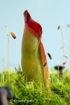 Heliamphora sarracenioides (Ptari Tepui, Venezuela) - kliknij aby zobaczyć zdjęcie. Heliamphora sarracenioides (Ptari Tepui, Venezuela)