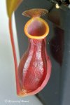 Nepenthes reinwardtiana Red form (Bareo, Kelabit Highlands, Borneo) - kliknij aby zobaczyć zdjęcie. Nepenthes reinwardtiana Red form (Bareo, Kelabit Highlands, Borneo)