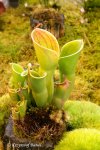 Heliamphora minor - kliknij aby zobaczyć zdjęcie. Heliamphora minor