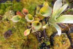 Heliamphora nutans - kliknij aby zobaczyć zdjęcie. Heliamphora nutans